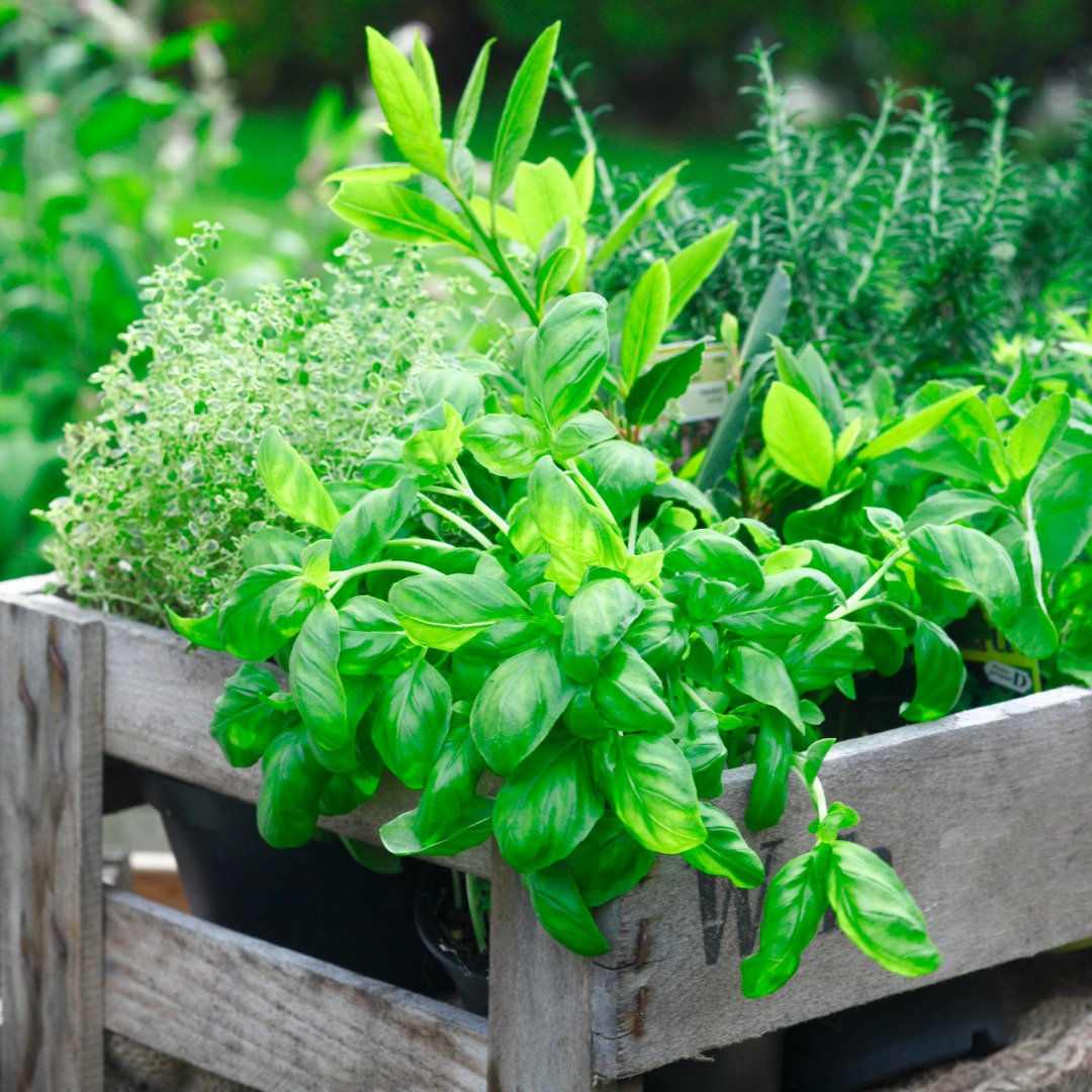 Herbs