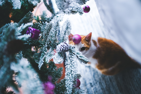 Holiday Pet Safety