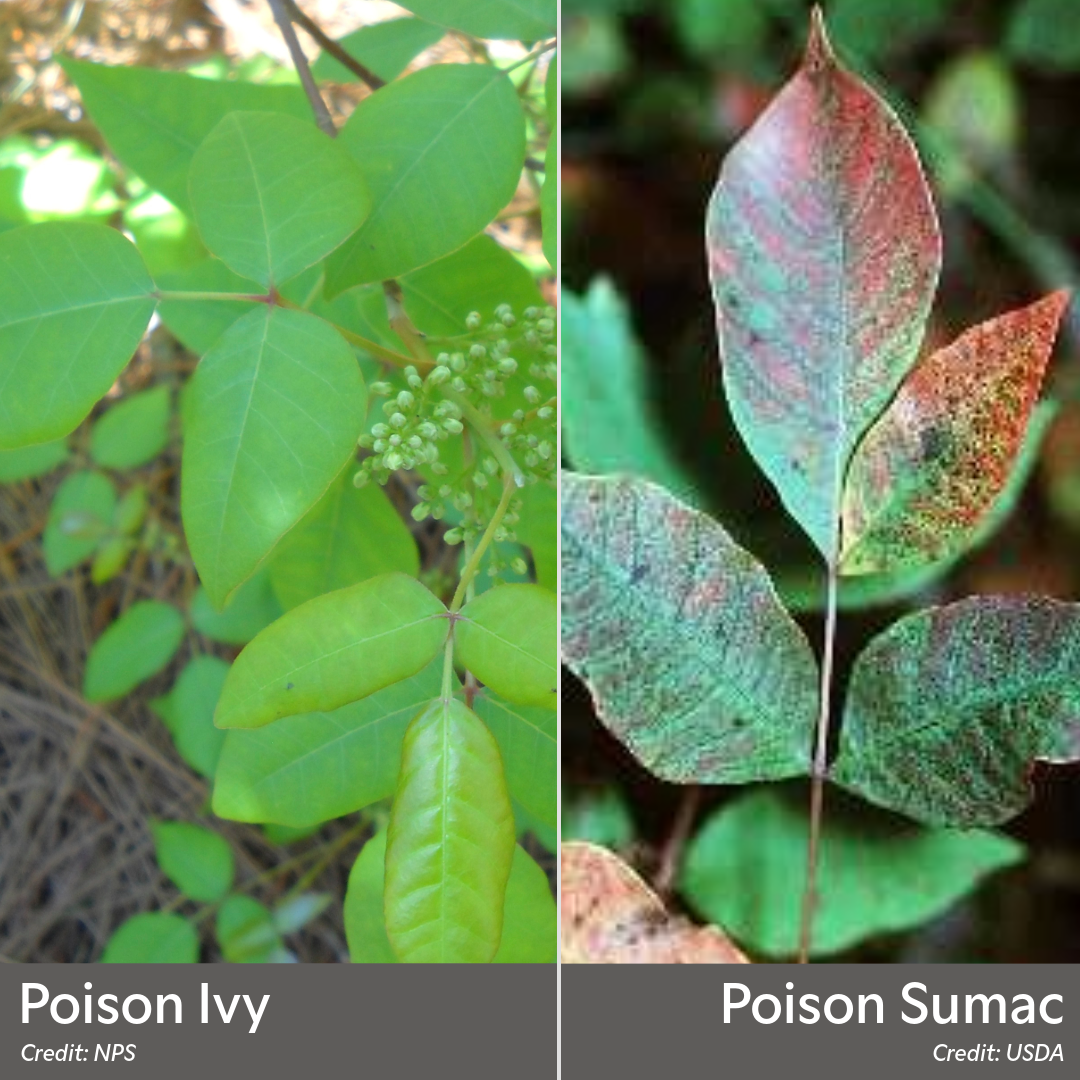 Poison Ivy and Poison Sumac
