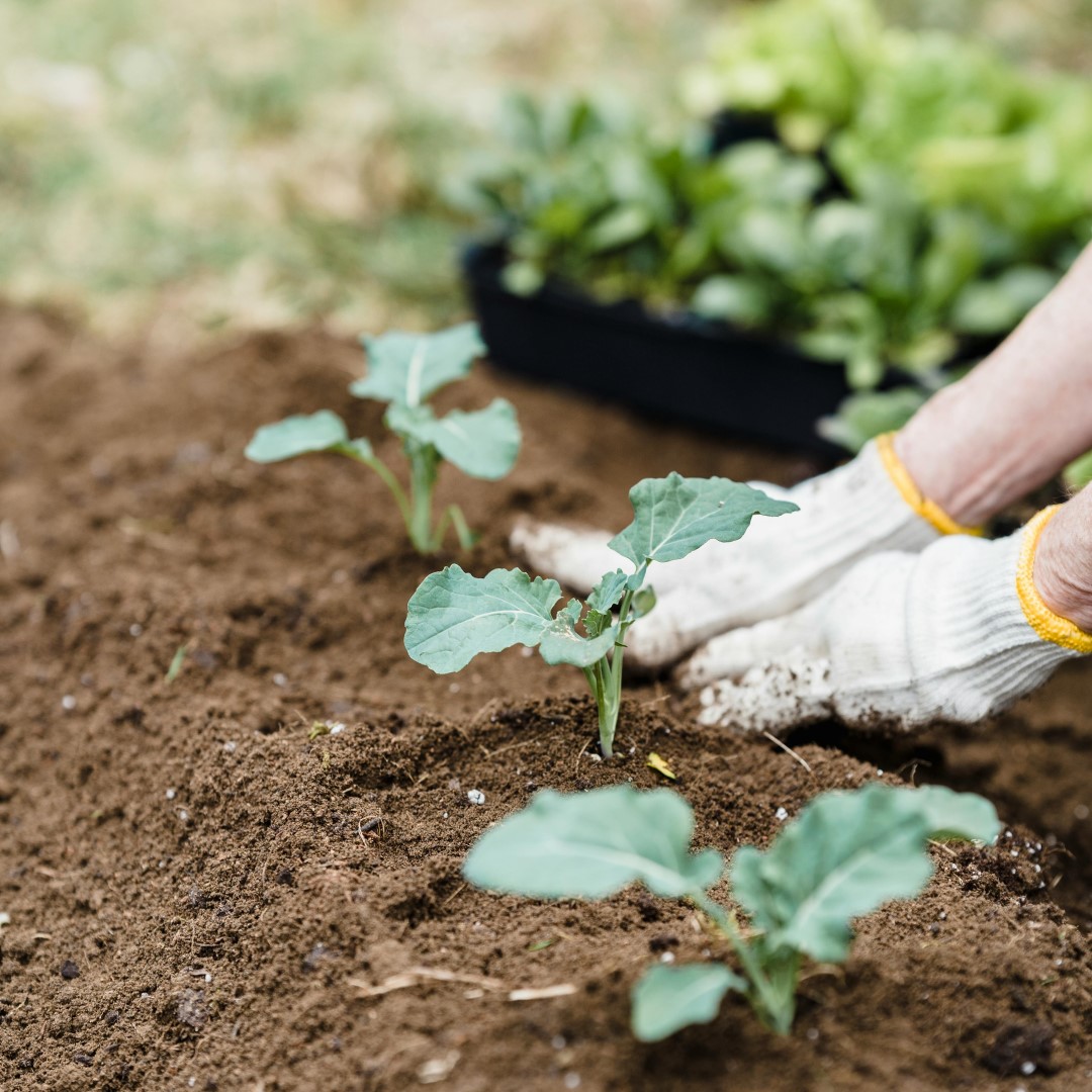 Spring garden planting