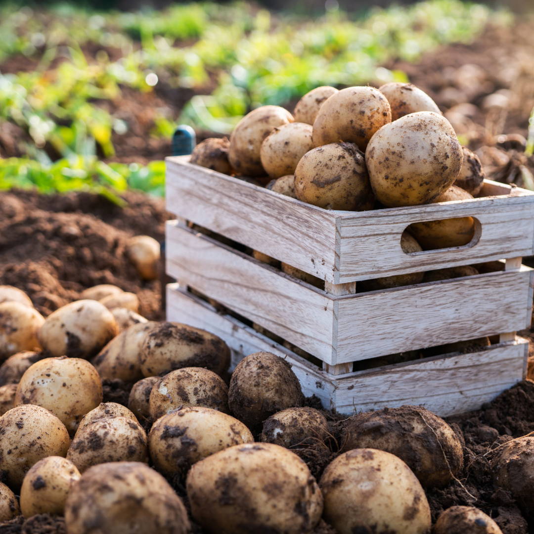 Spuds