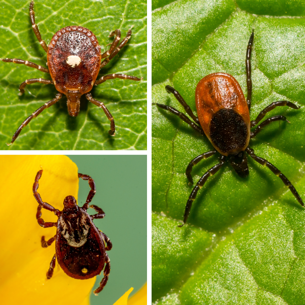 Tick Collage 1